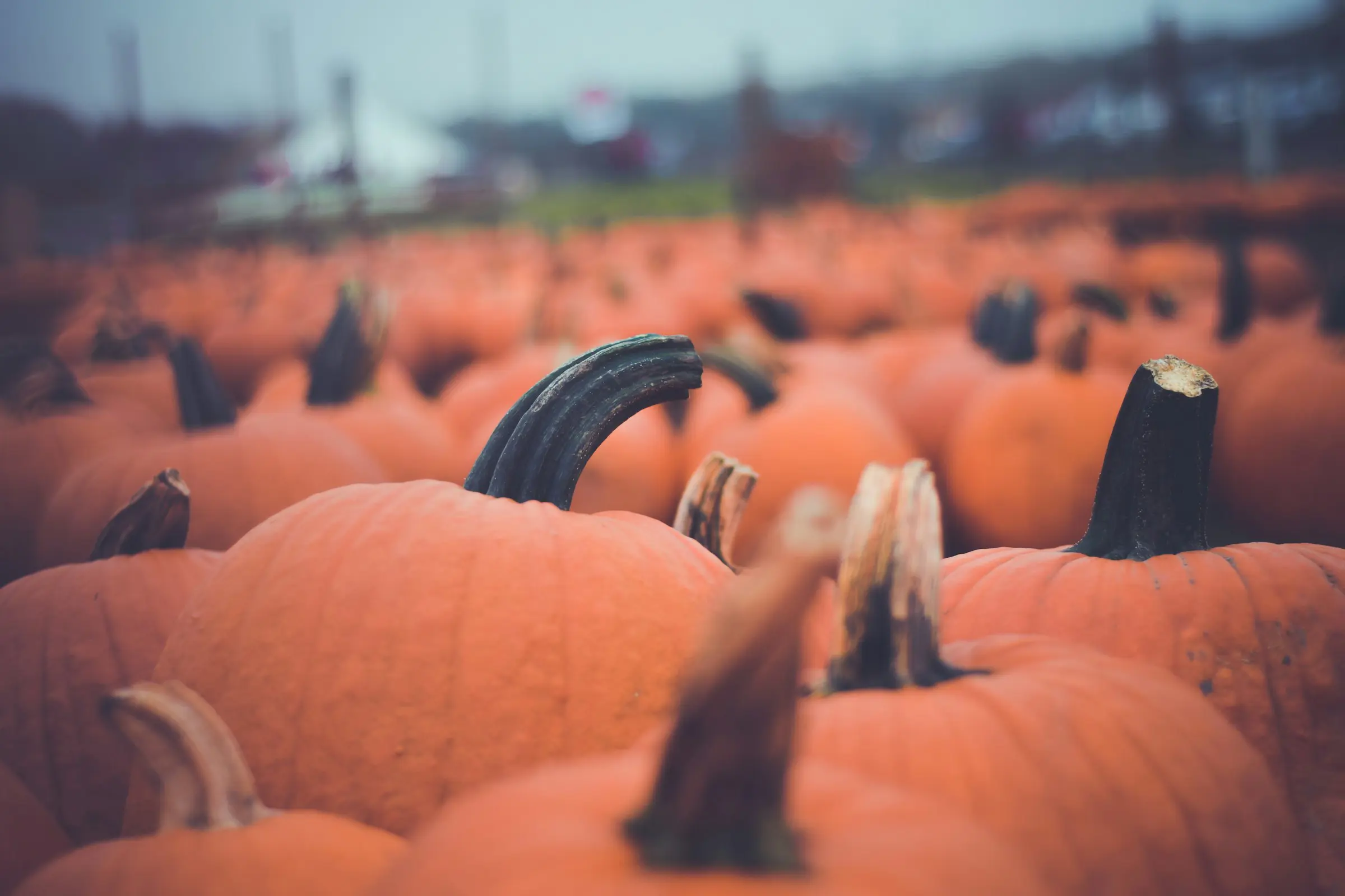 Fält med orange pumpor redo för skörd och Halloweenfirande.