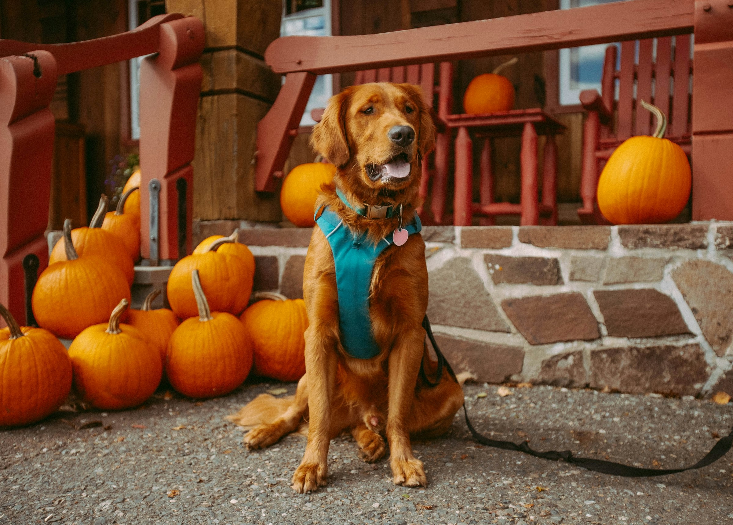 Golden retriever sitter på en trottoar bredvid pumpor på en höstlig veranda.