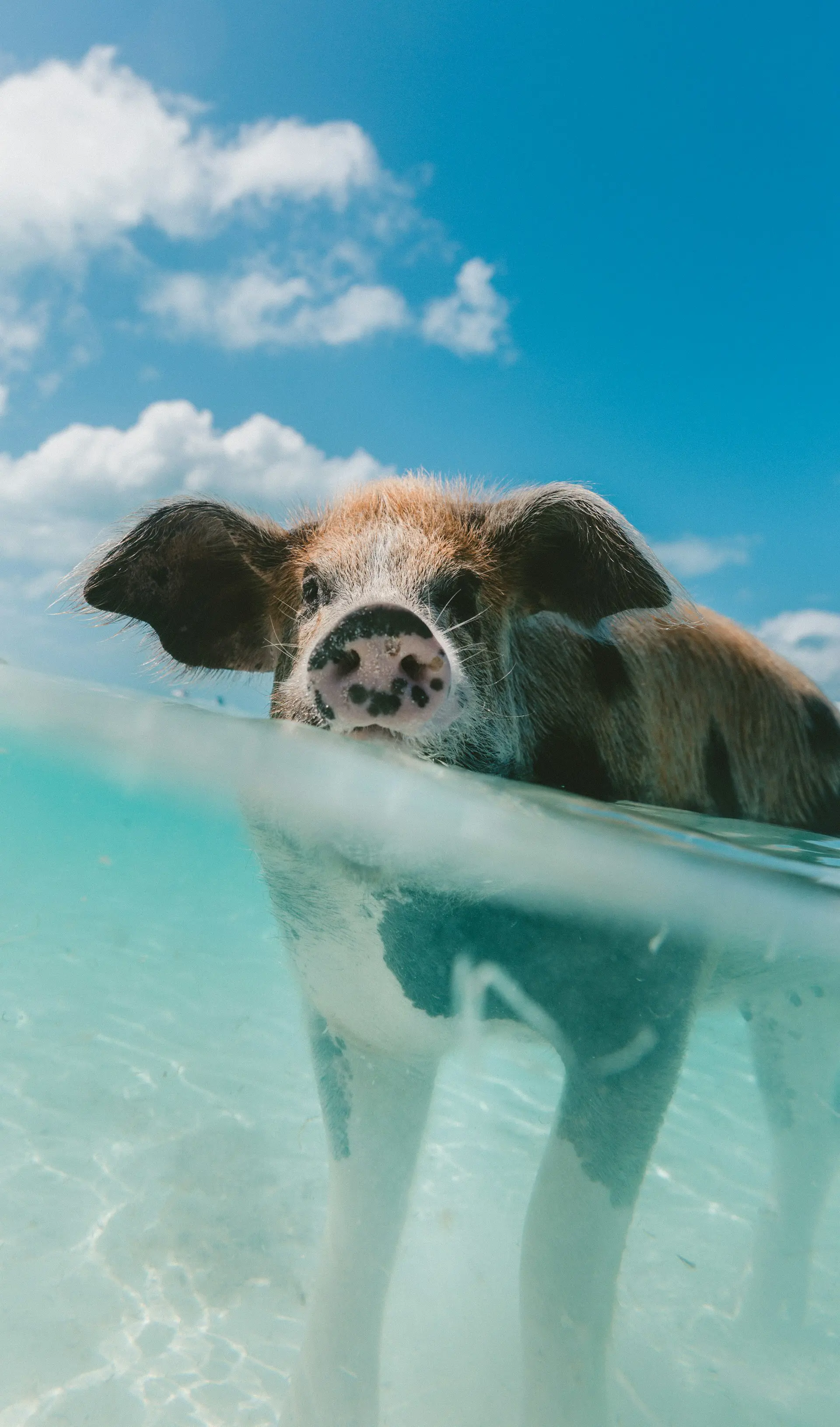 Swimming pig in clear turquoise water under a bright blue sky with fluffy clouds, showcasing the unique wildlife experience at Pig Island in the Bahamas.