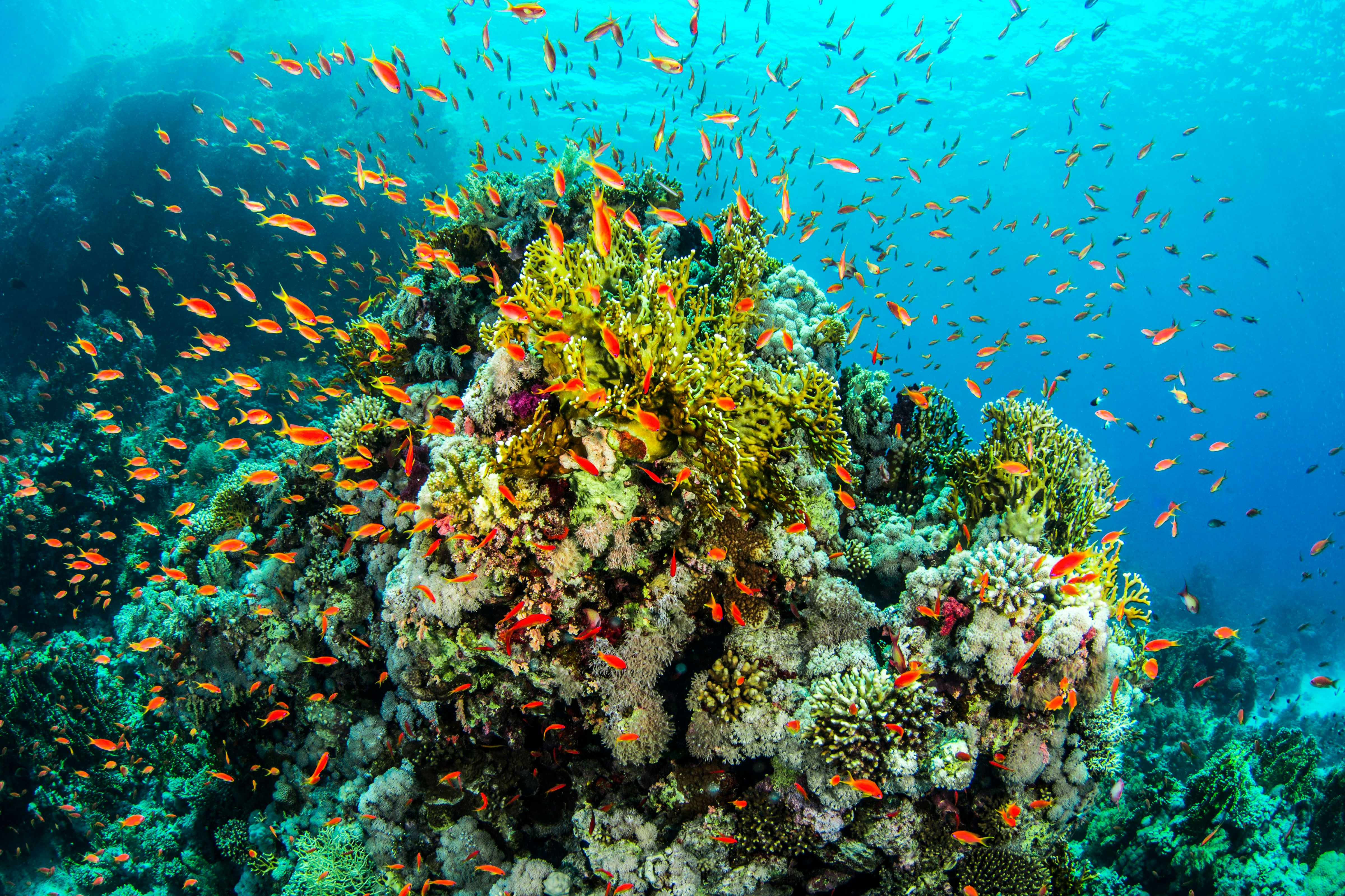 Vibrant coral reef teeming with colorful fish in a clear ocean environment.