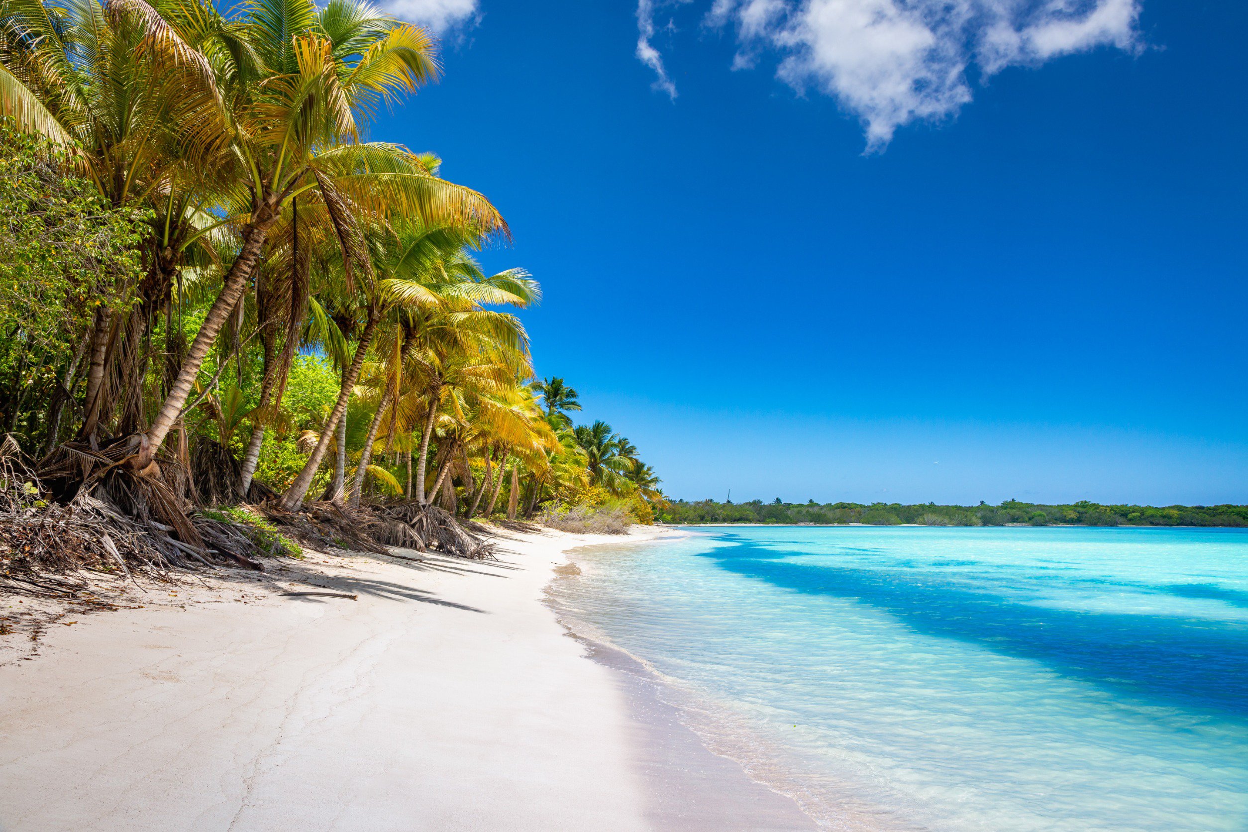 Resa till Punta Cana - Tropical beach with clear turquoise water, white sand, and palm trees under a vibrant blue sky.