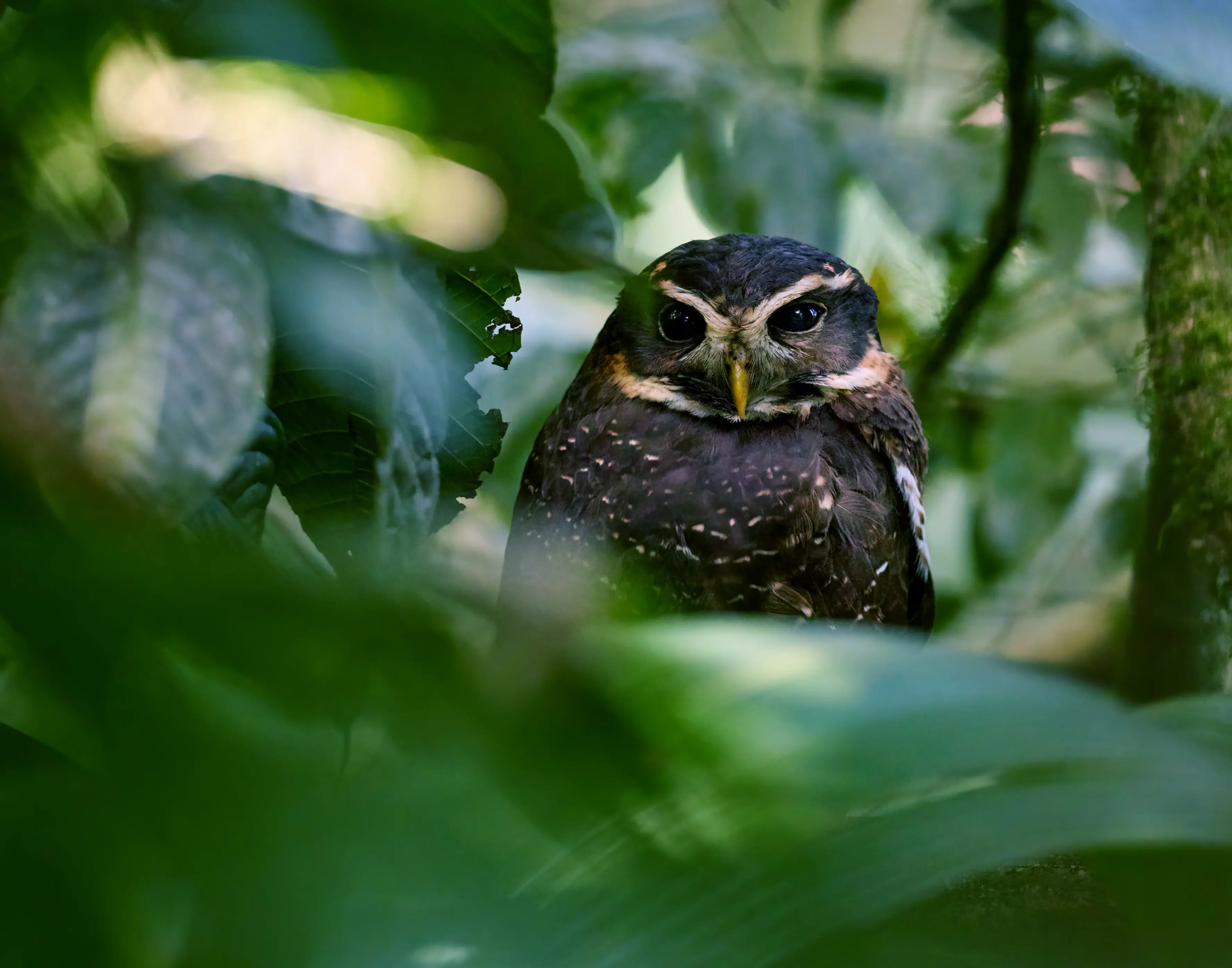 A spectacled owl perched amidst lush green foliage in a dense forest environment.