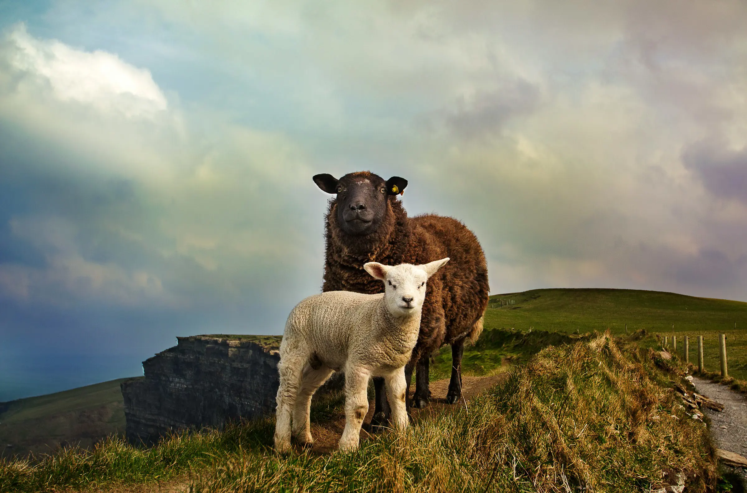 Sheep and lamb standing on a grassy hill, with cliffs and a cloudy sky in the background.