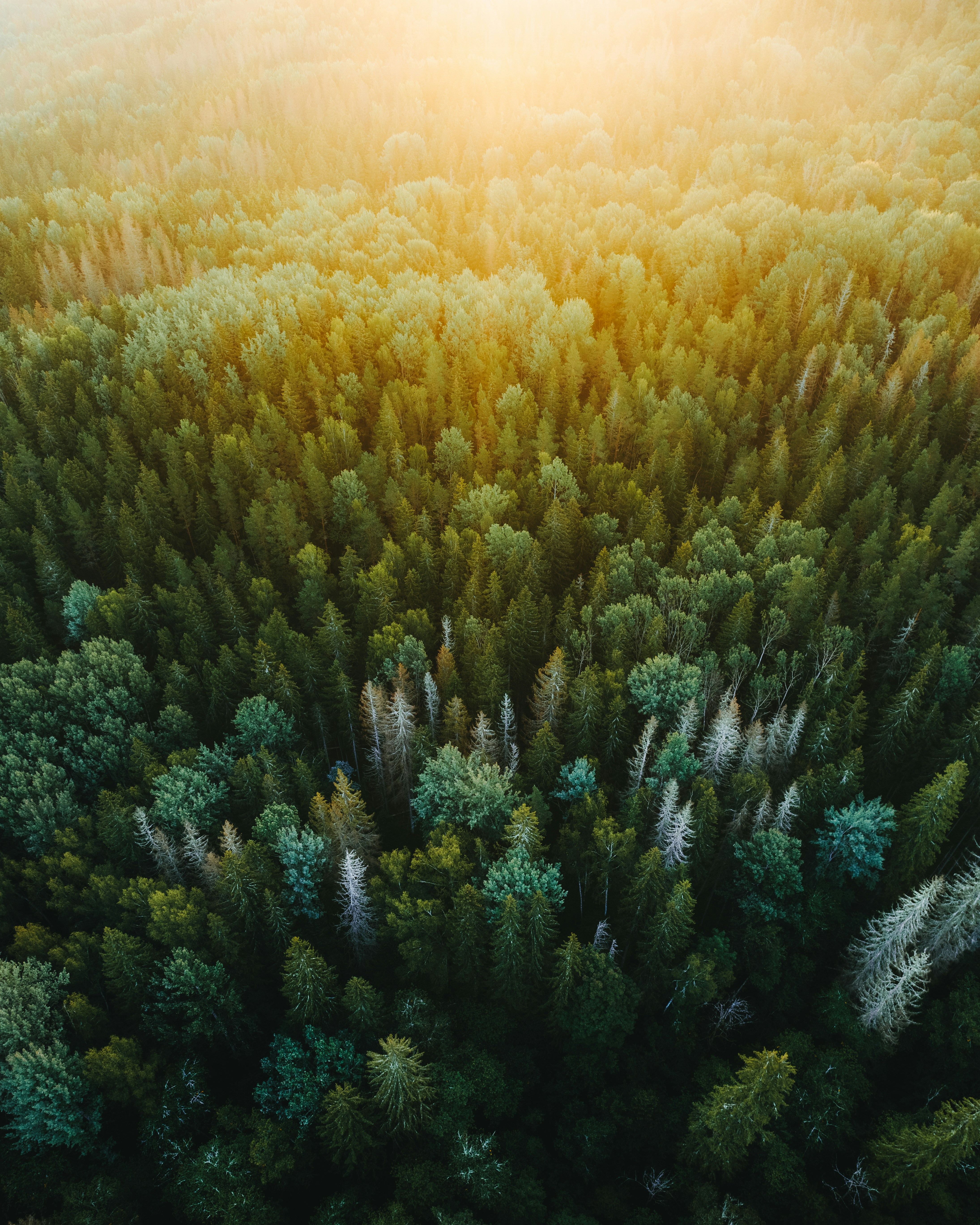 Flygfoto av en frodig, grön skog under mjukt, gyllene solljus, vilket skapar en fridfull och rofylld atmosfär
