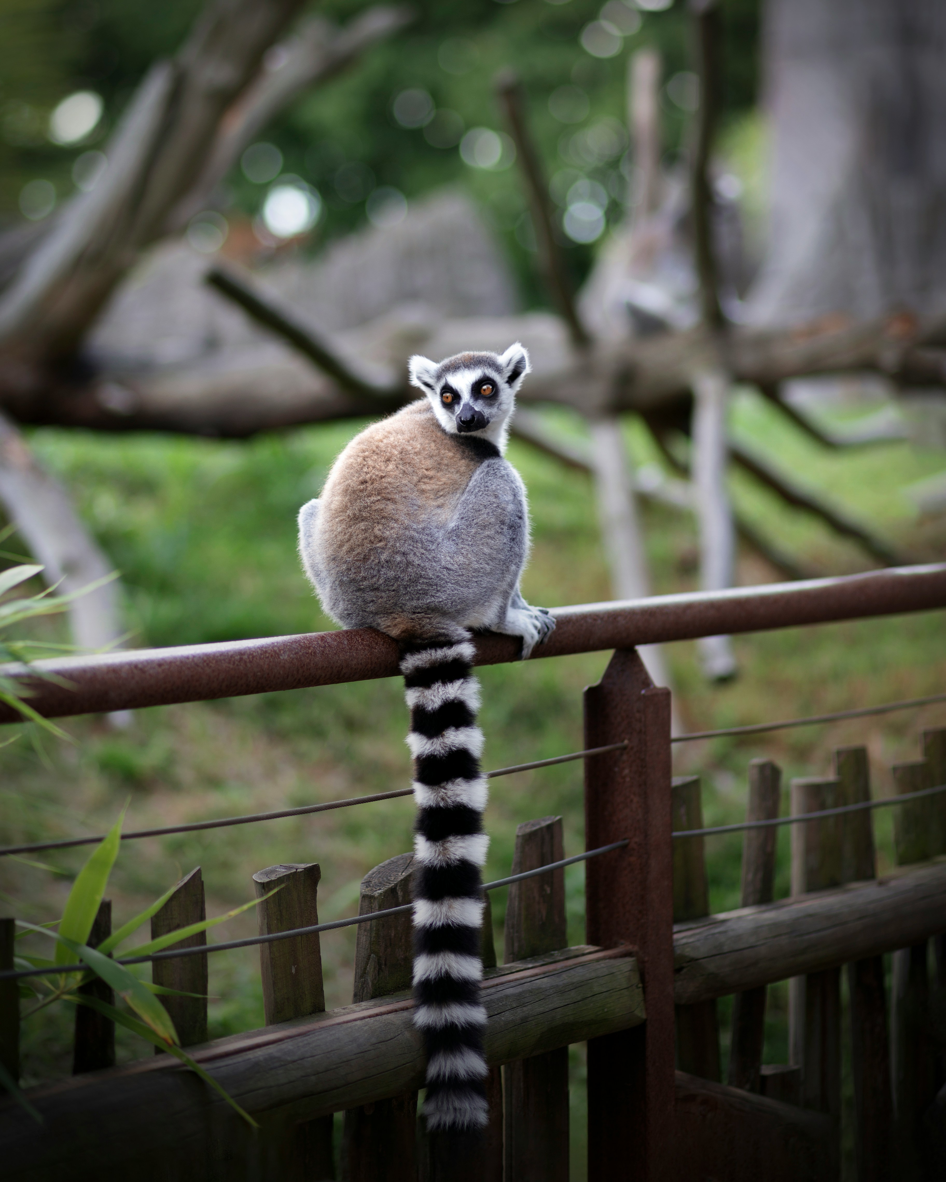 Ring-tailed lemur sitting on a fence in a lush, green natural habitat