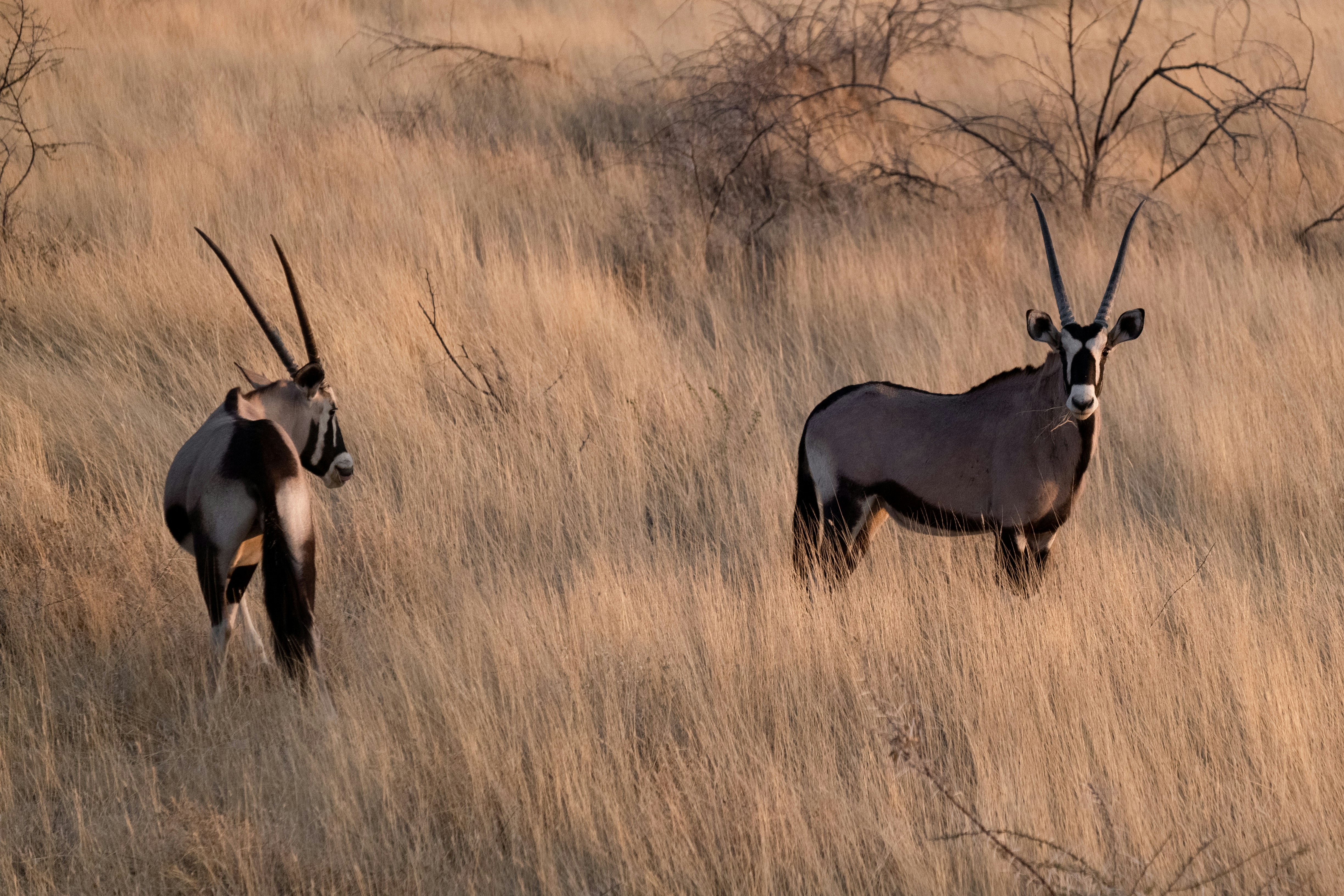 Two gemsboks standing in tall, dry grass in a savanna landscape, with sparse trees in the background