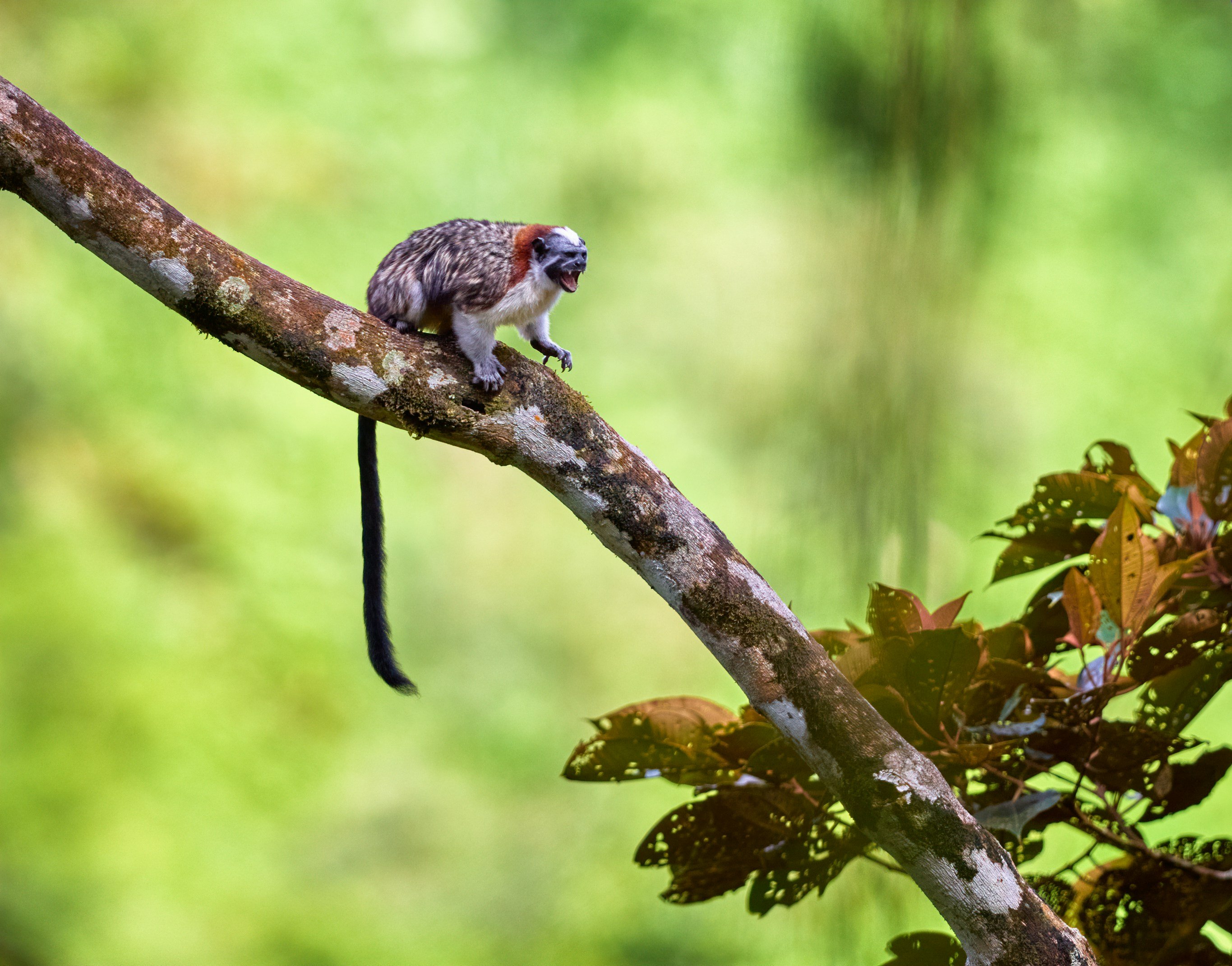 Monkey perched on a tree branch in a lush green rainforest environment
