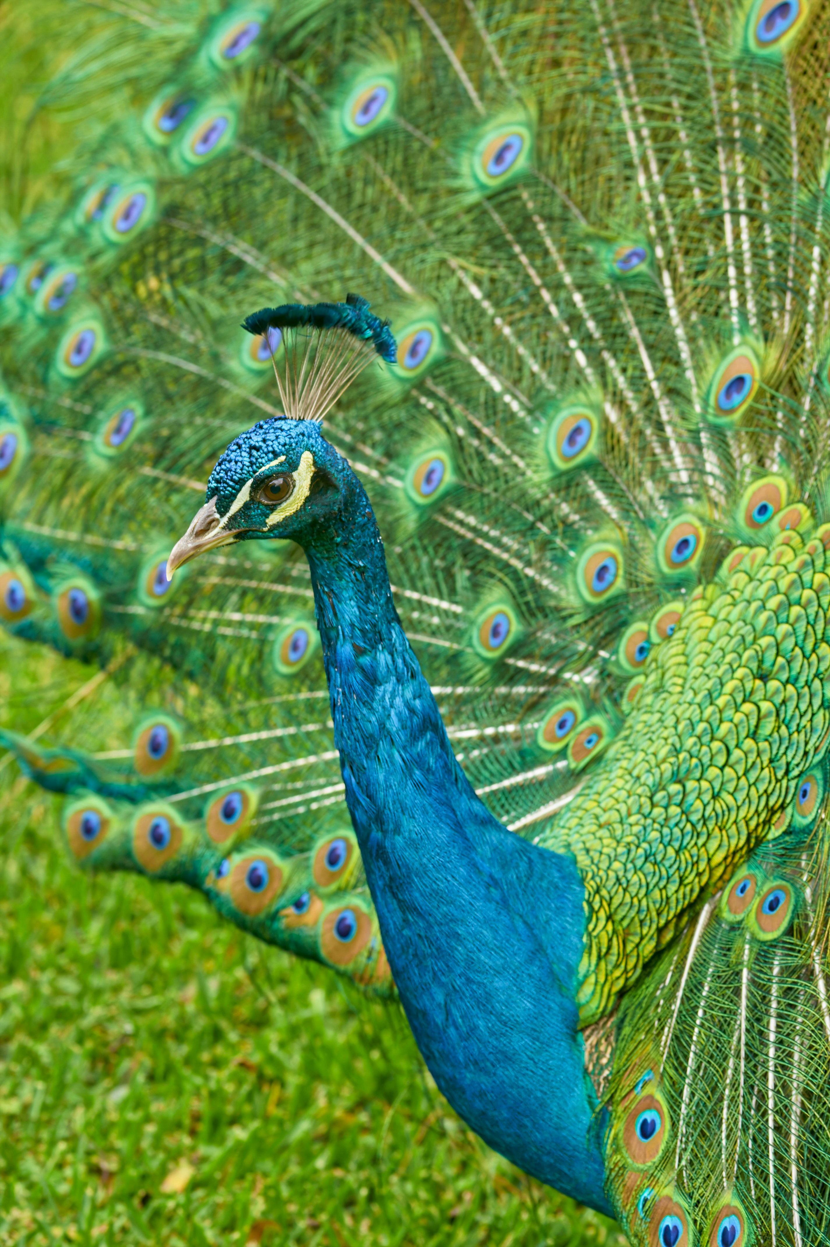 Close-up of a vibrant peacock displaying its colorful feathers in full fan against a grassy background