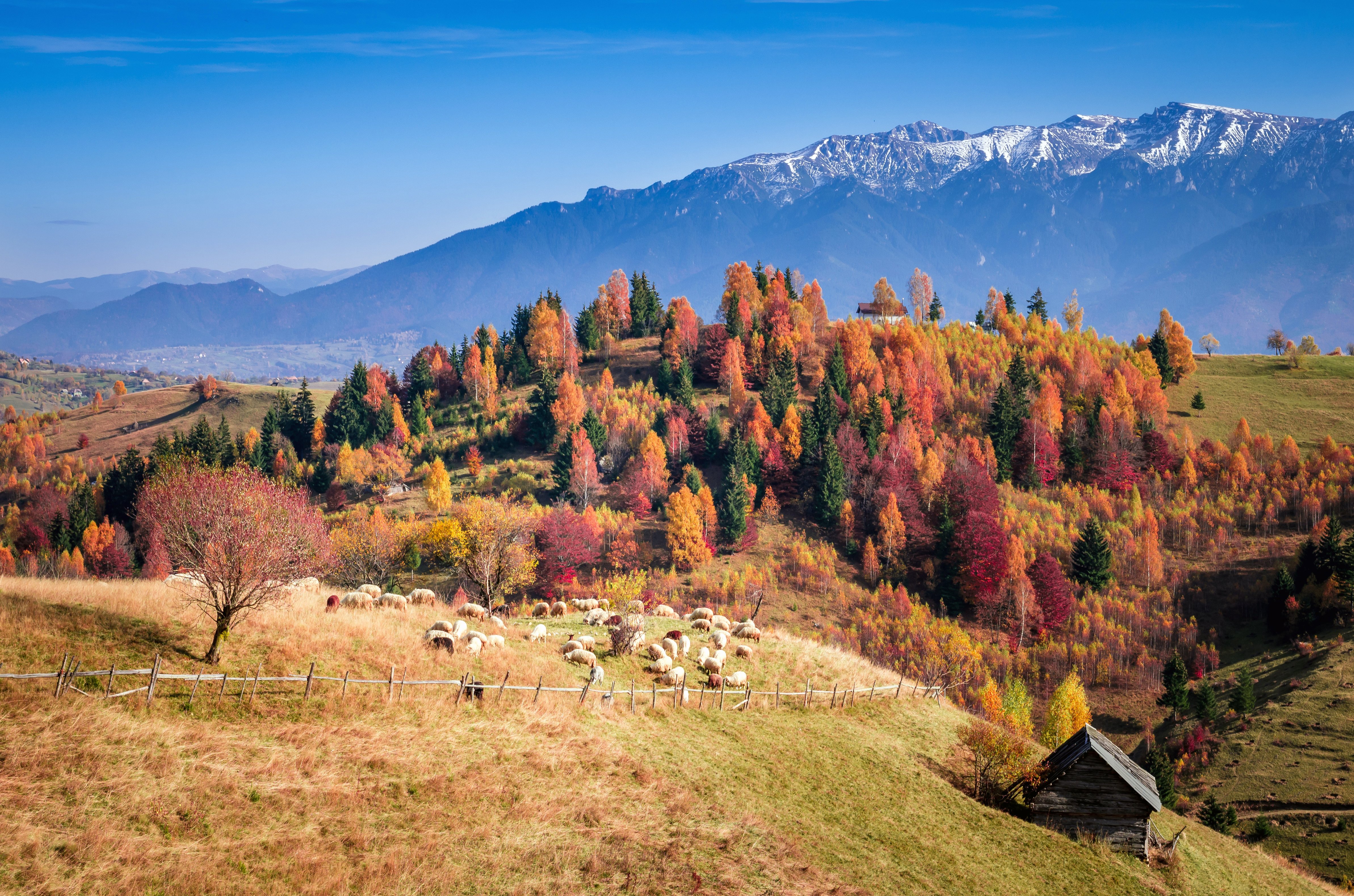 Sheep grazing on a colorful autumn hillside with snow-capped mountains in the background