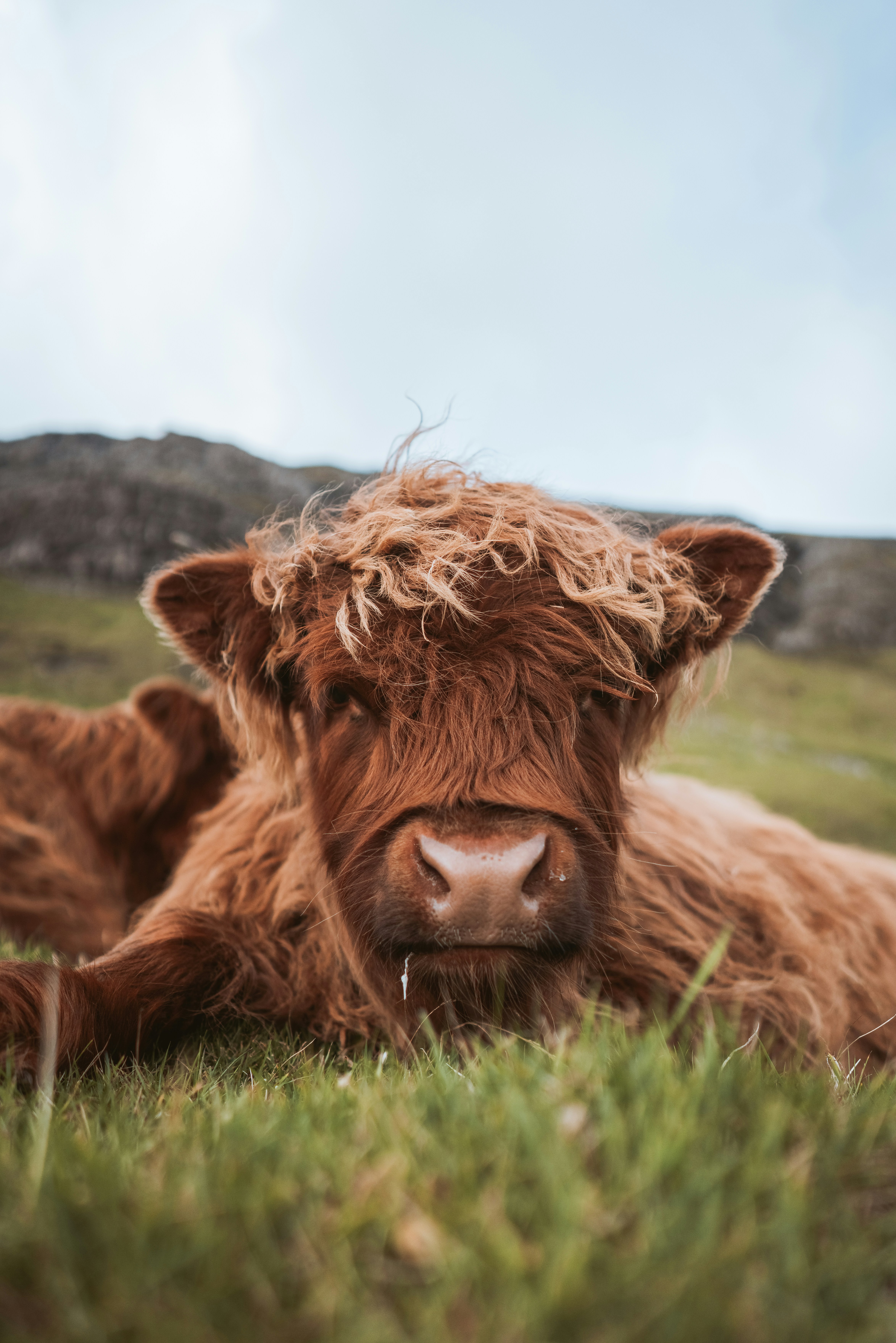 Highland cow lying in a grassy field with mountains in the background, showcasing its distinctive shaggy fur