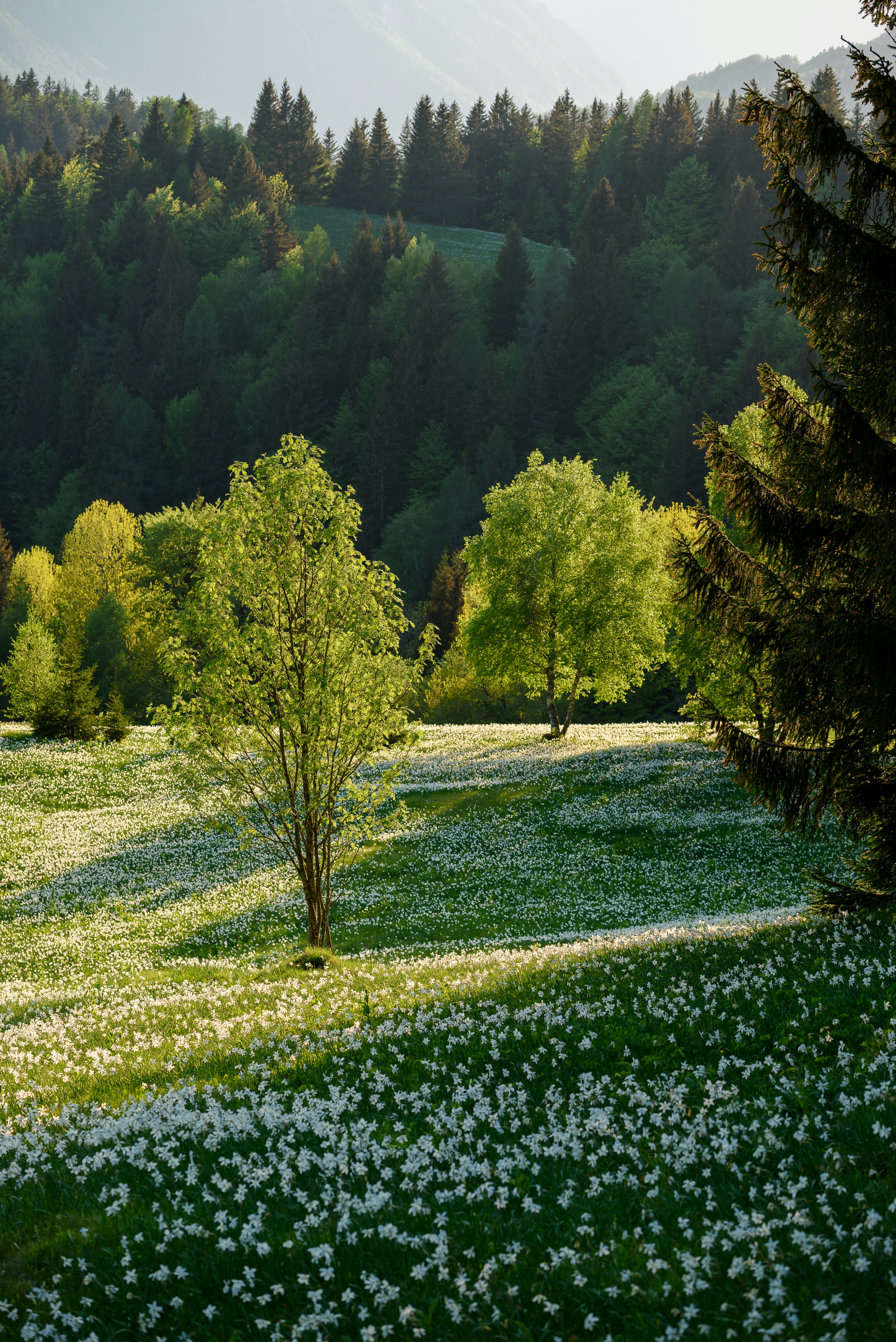 Scenic view of a lush green meadow with blooming wildflowers and scattered trees, set against a backdrop of dense forest under soft sunlight