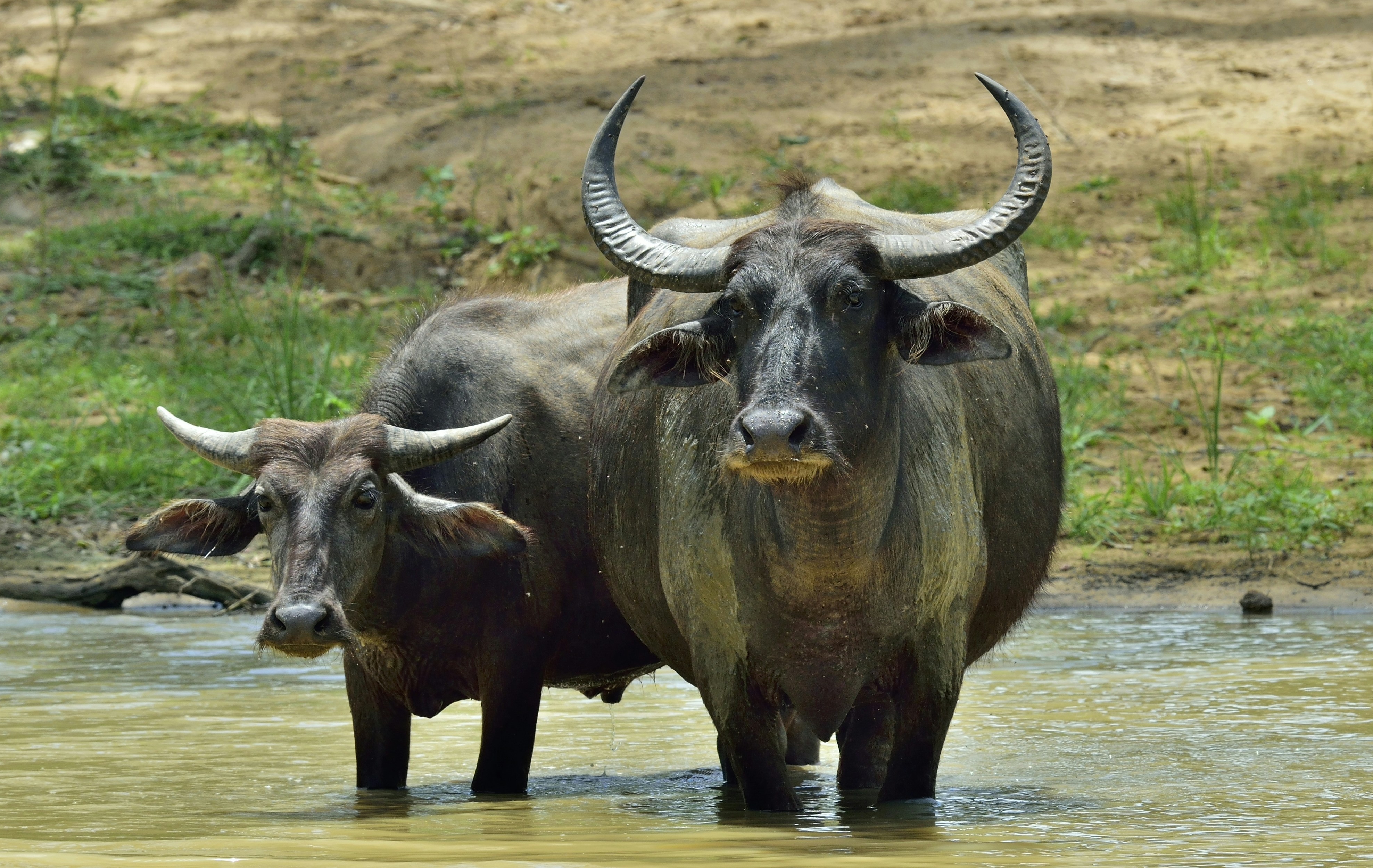 Two water buffalo standing in a shallow pond, surrounded by a natural, grassy landscape on a sunny day