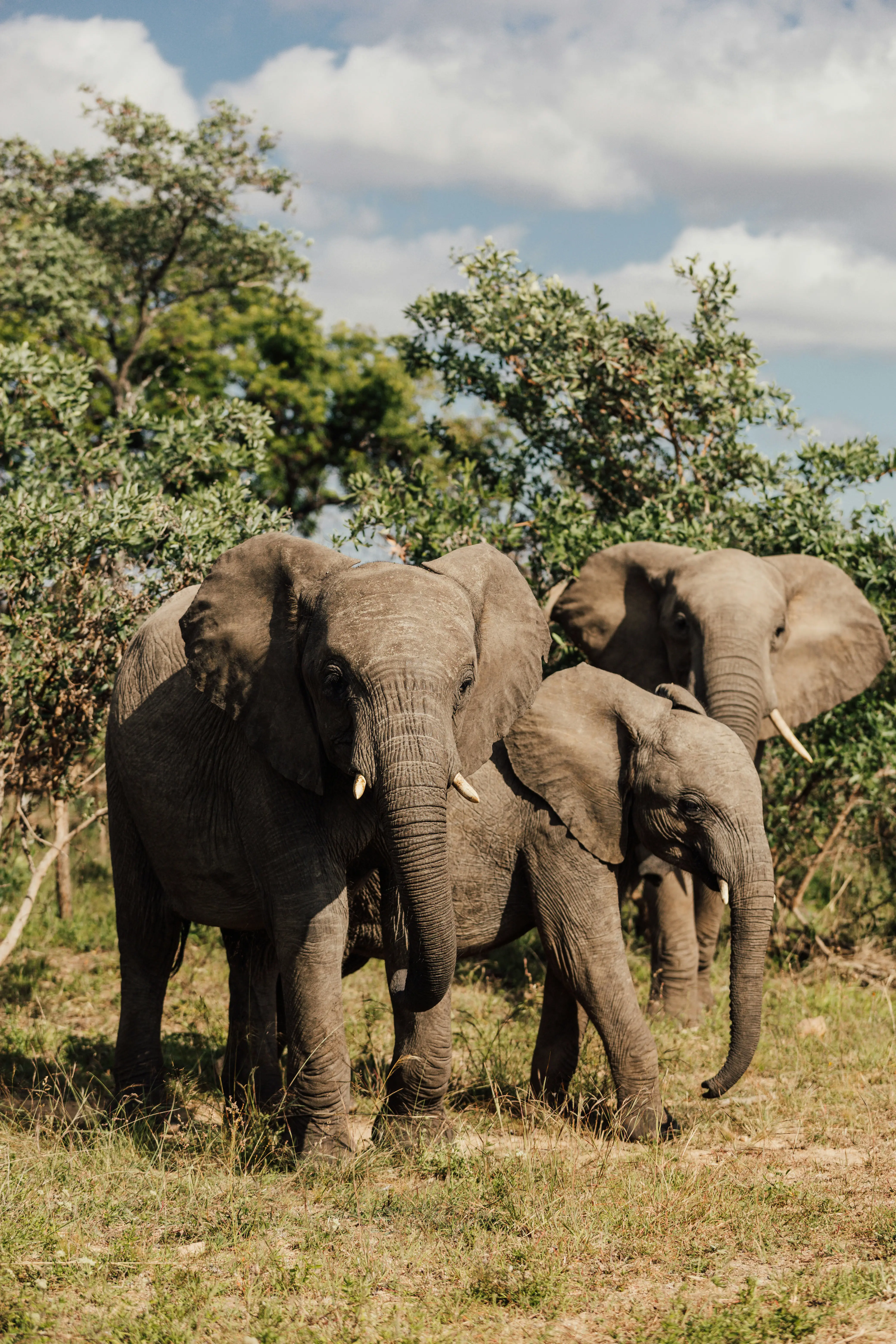 Three African elephants standing together in a natural savanna landscape with green trees and a partly cloudy sky