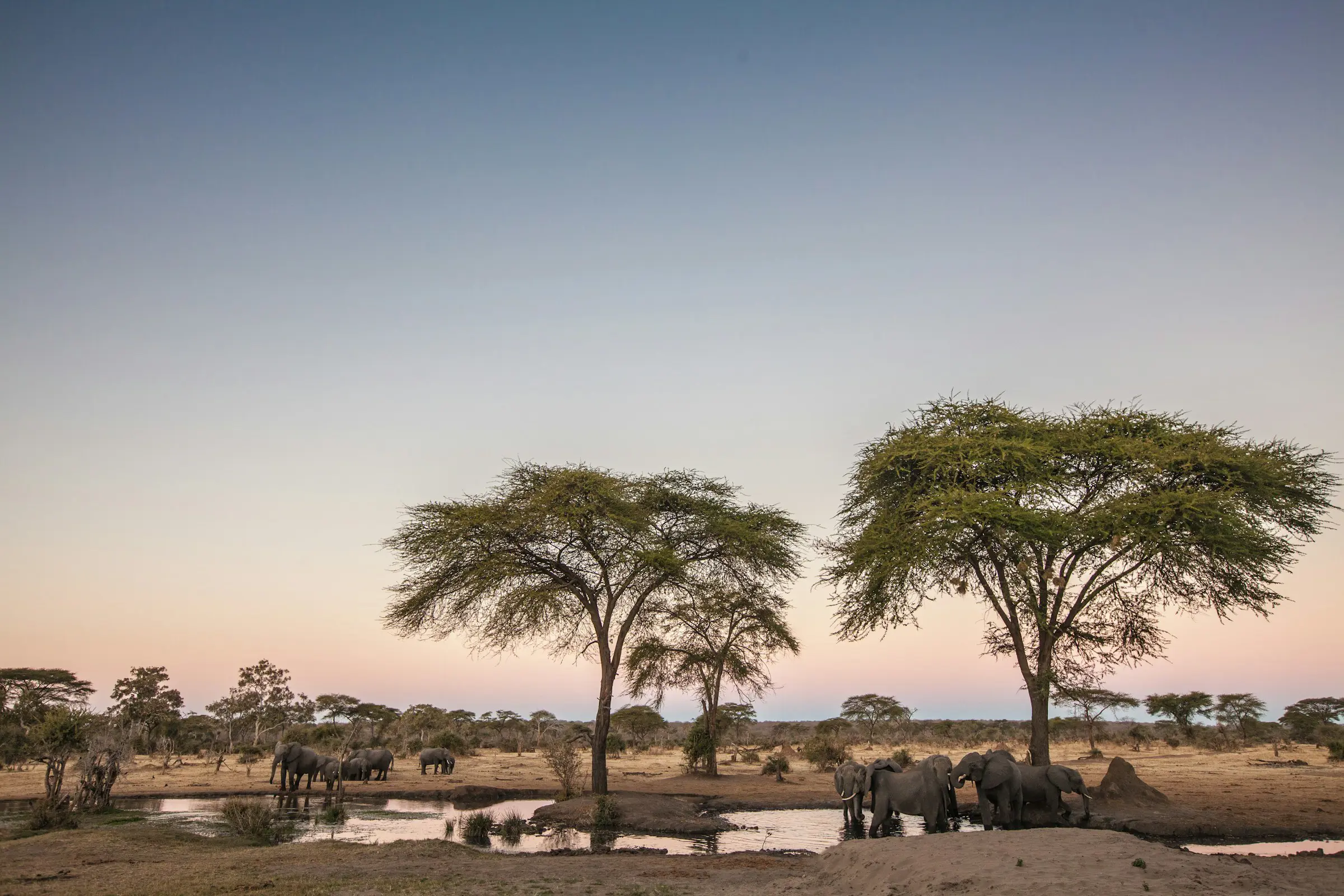 Sunset over a plain in the wilderness with trees meeting the night sky outside Dodoma in Tanzania