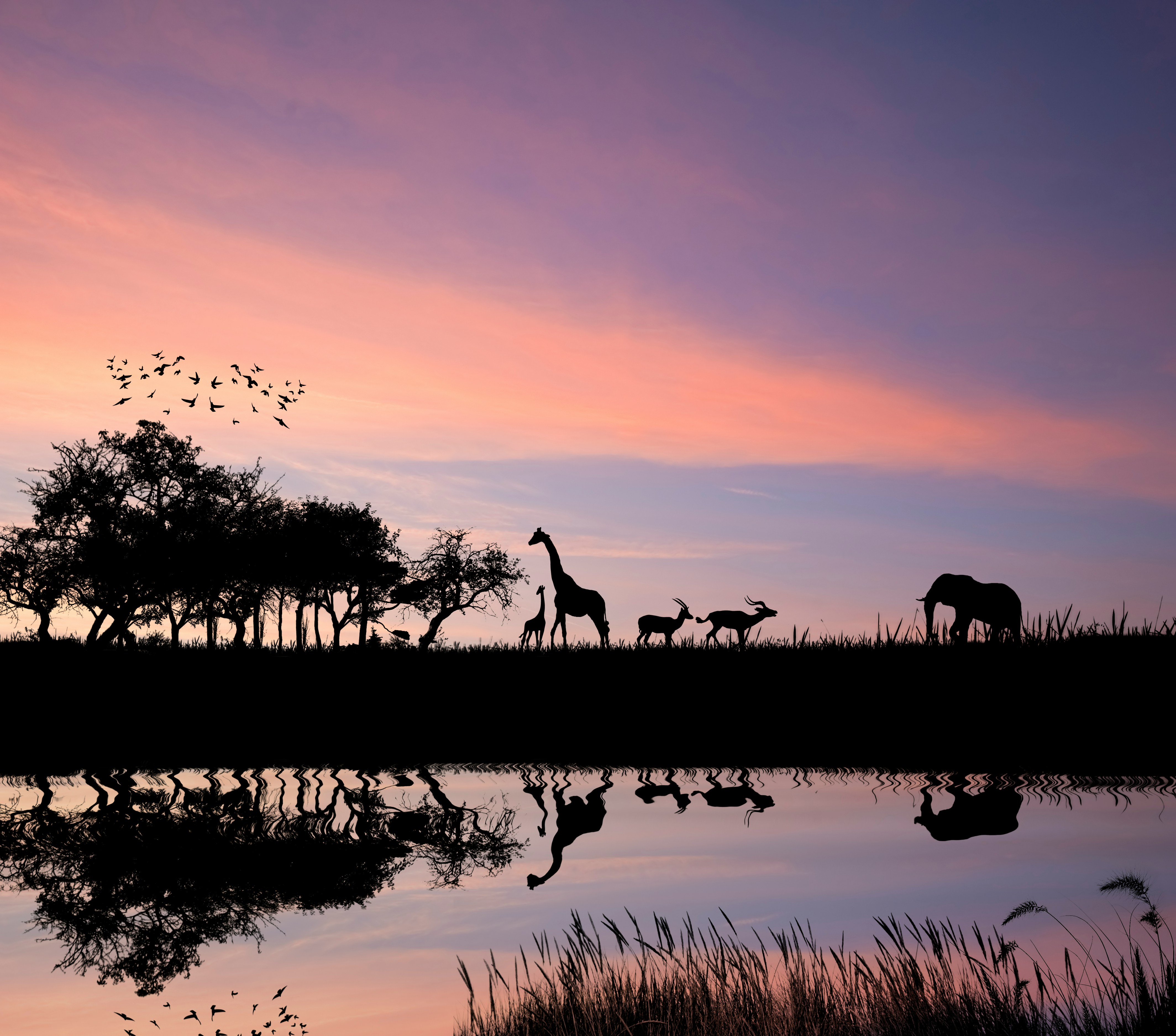 Silhouette of African wildlife, including giraffes and elephants, at sunset near a reflective water body, with birds flying overhead and trees in the background