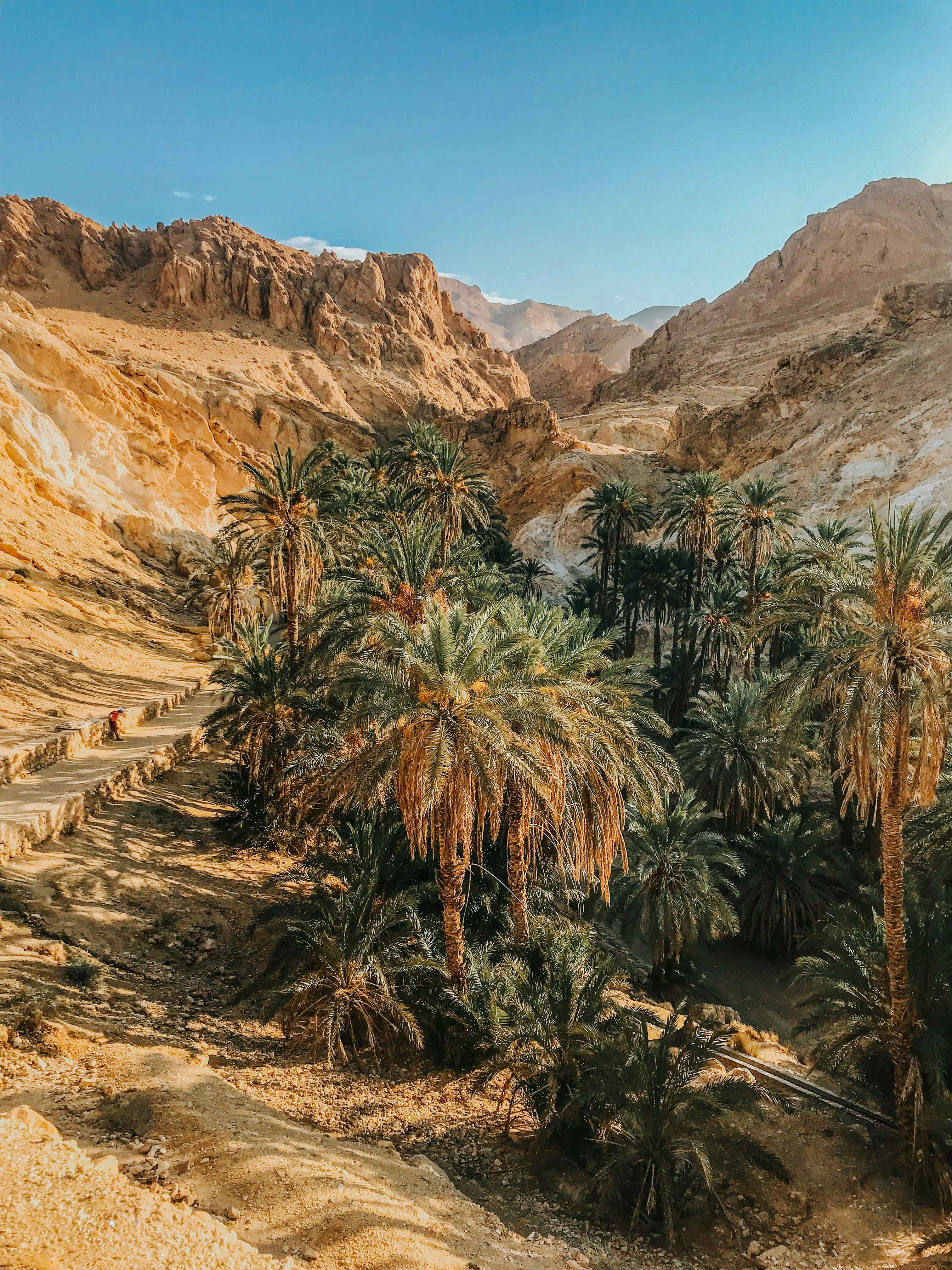 Desert oasis with lush palm trees surrounded by rugged cliffs and bright blue sky