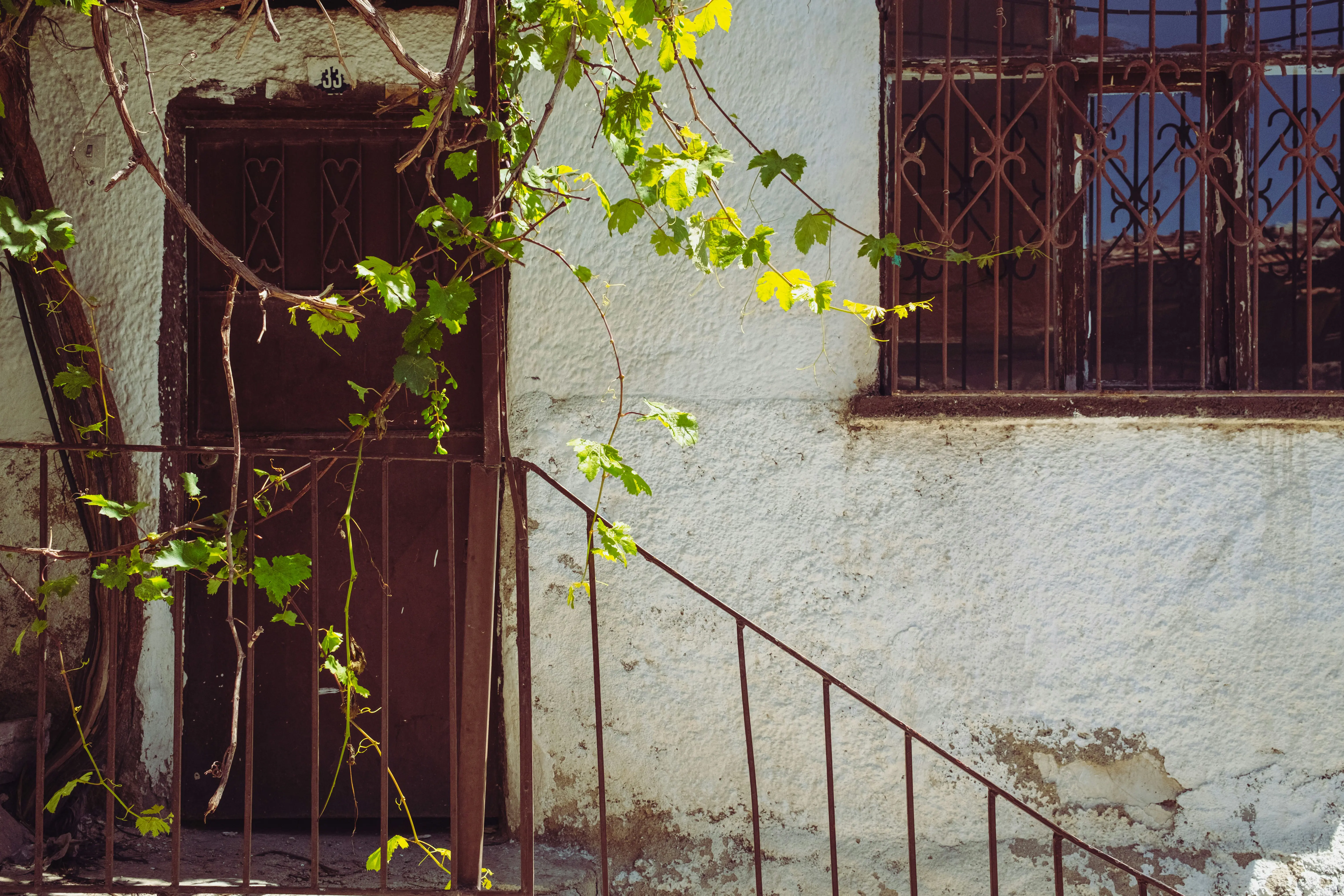 Old wooden door with metal grille and vine-covered staircase in front of a weathered white concrete wall