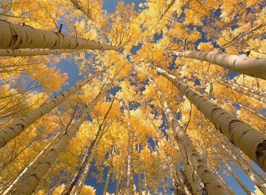 Yellow autumn leaves on tall trees against a clear blue sky, seen from a ground perspective.