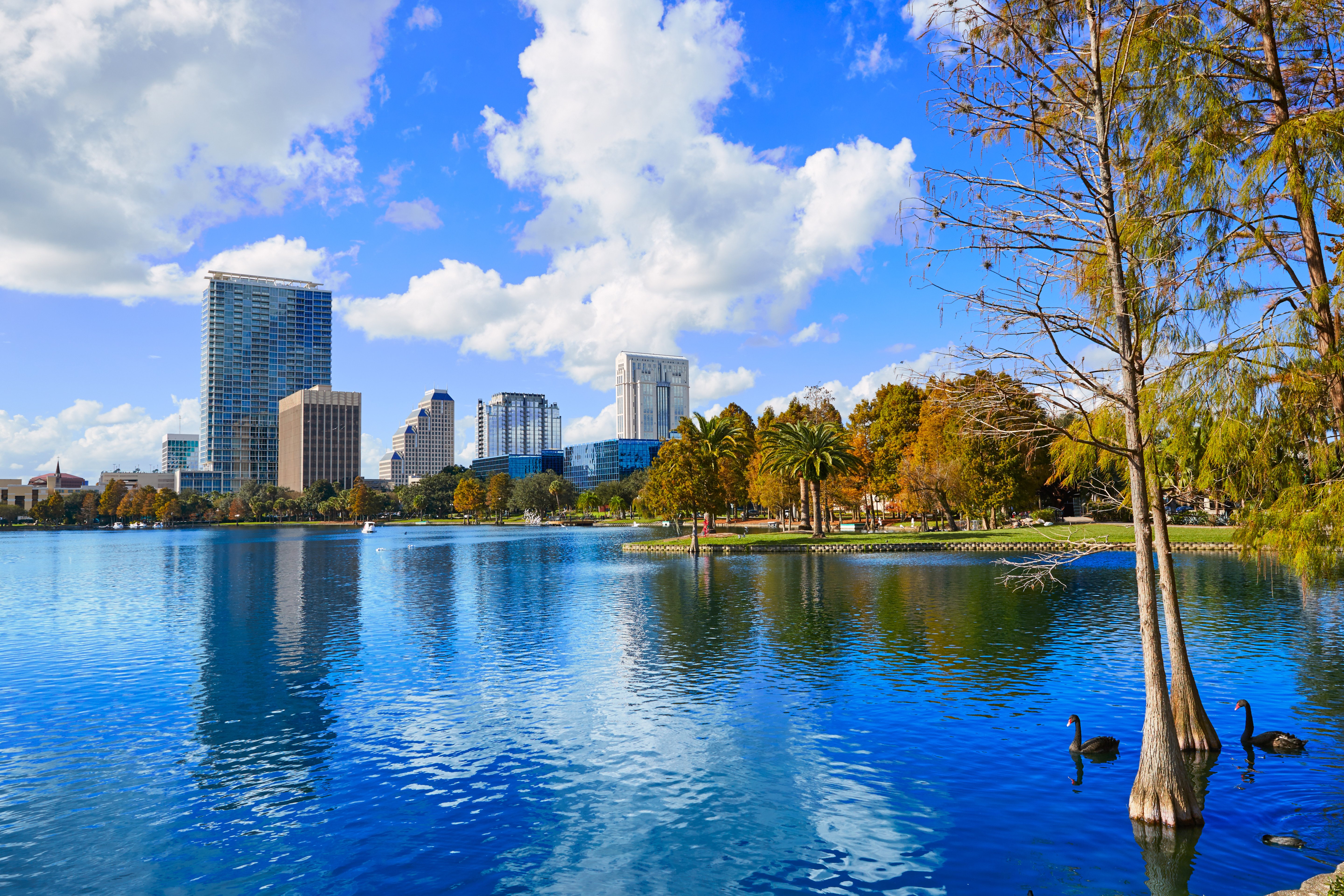 Orlando skyline with skyscrapers reflecting in Lake Eola on a sunny day, featuring palm trees and black swans in the foreground