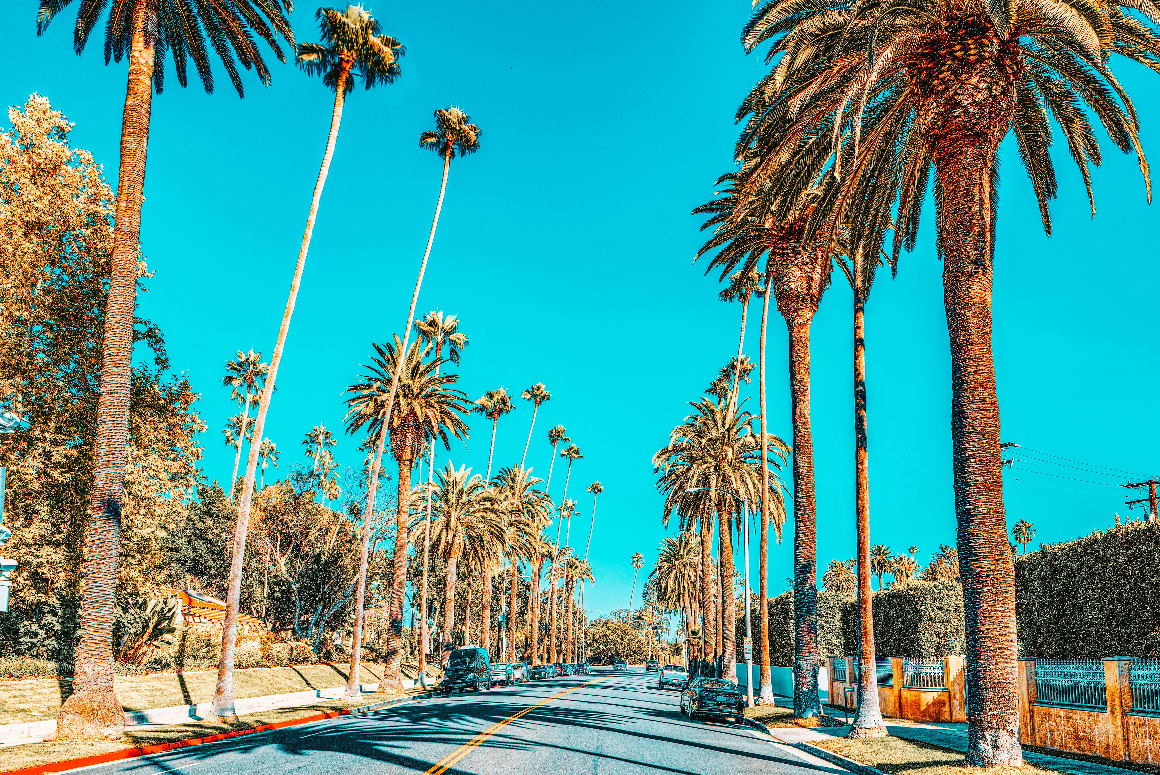 Street lined with tall palm trees under a clear blue sky in Beverly Hills, California