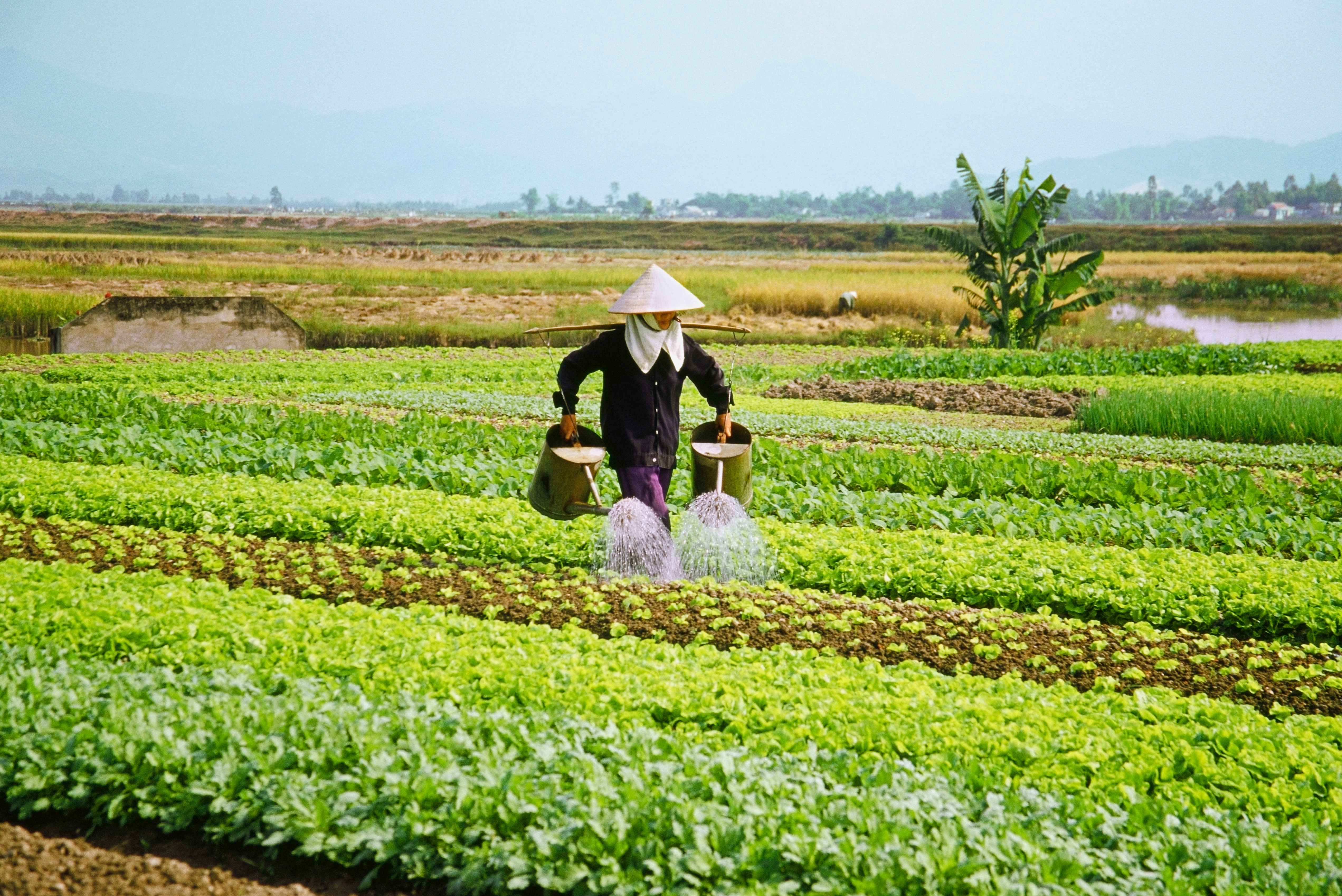 Farmer watering lush green crops in a rural field on a clear day, wearing traditional conical hat and balancing two watering cans, with mountains and vegetation in the background