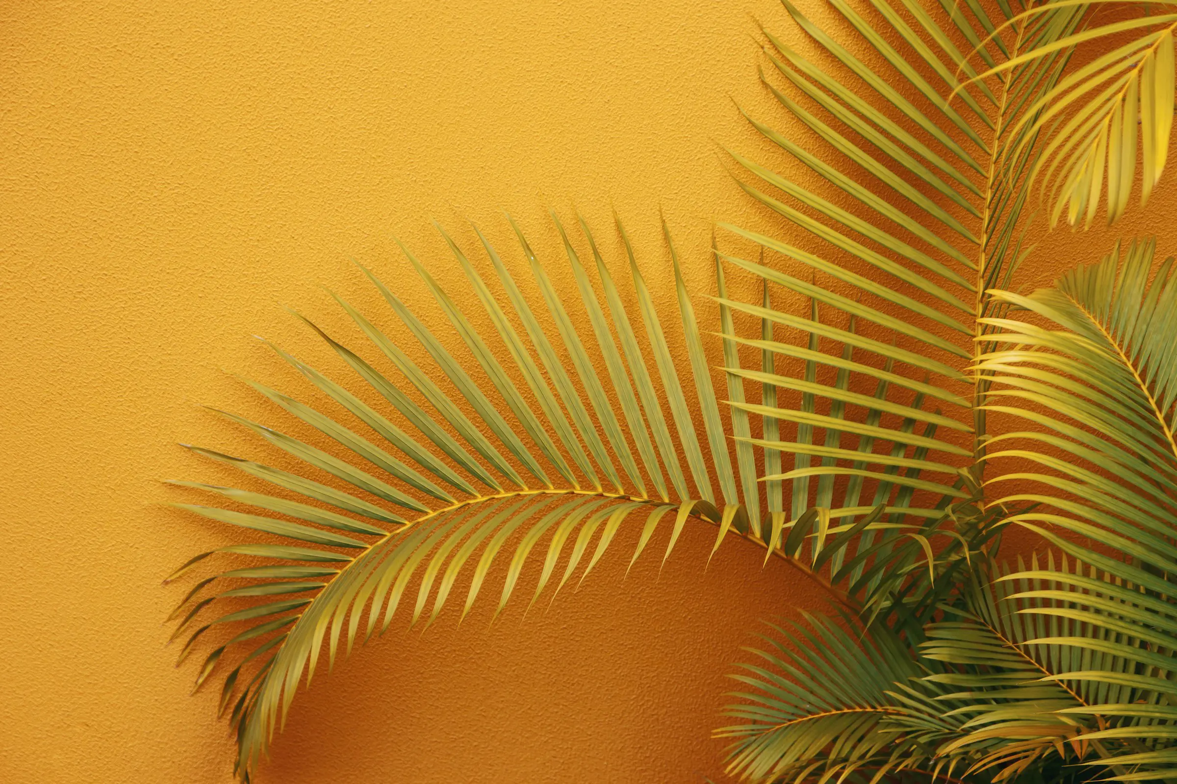 Green palm fronds against a vibrant yellow wall, creating a tropical and lively atmosphere.