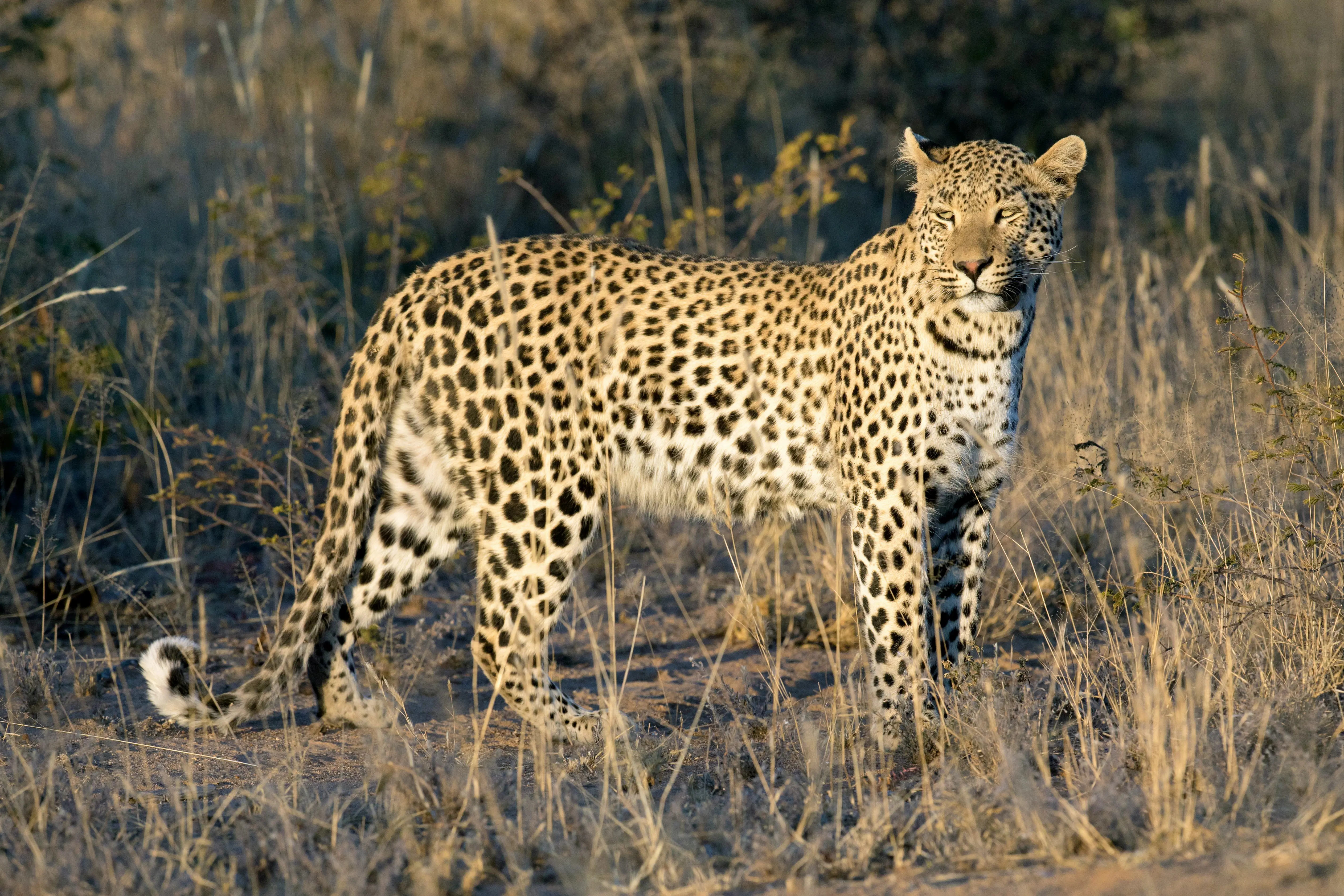 Leopard står i savannlandskap med solnedgång i bakgrunden