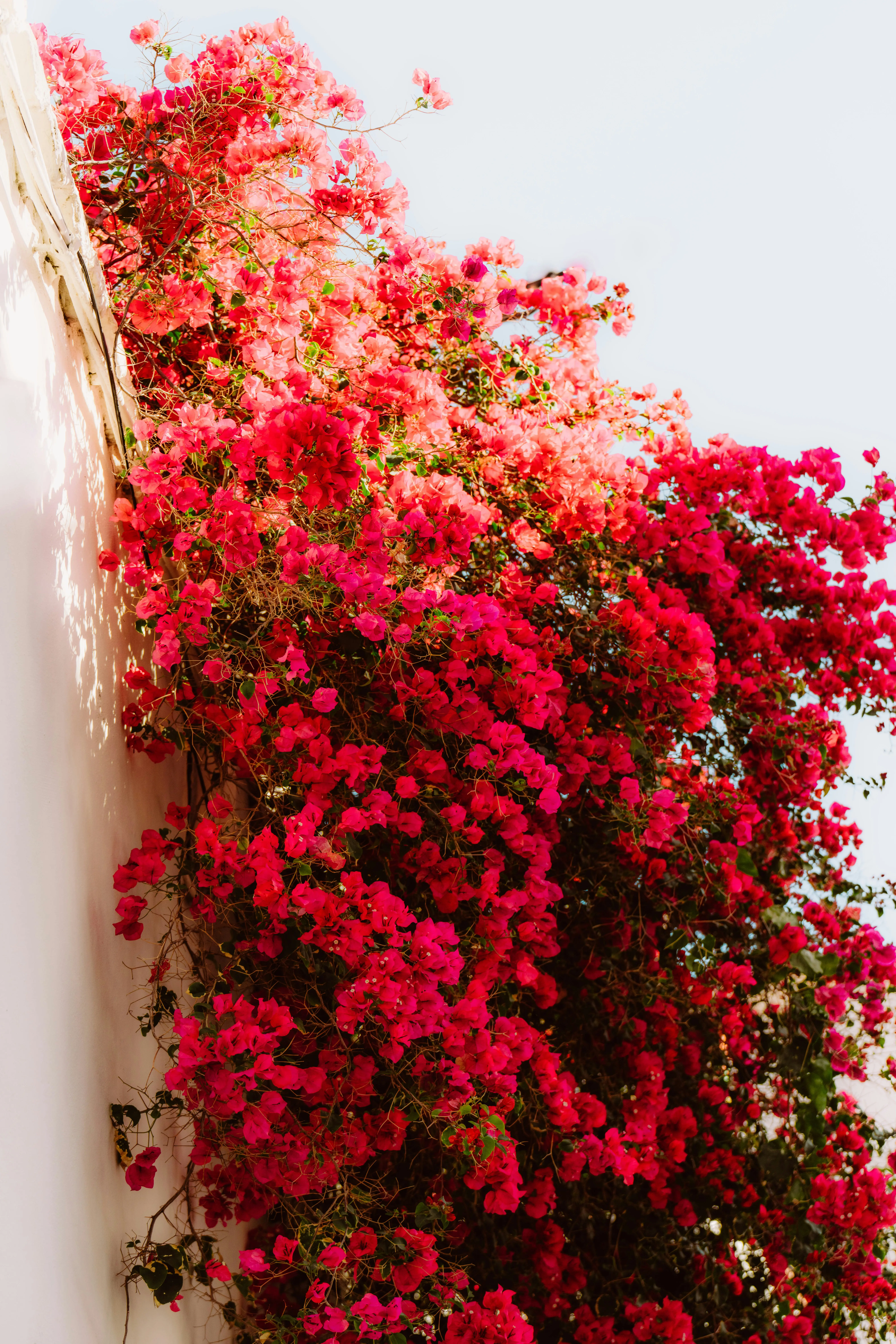 Vibrant bougainvillea flowers cascading over a white wall, creating a striking contrast under the bright sunlight